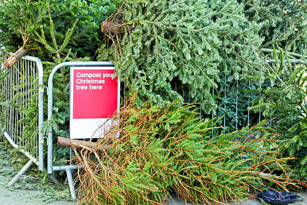 The River Bend Nature Center Wants Christmas Trees