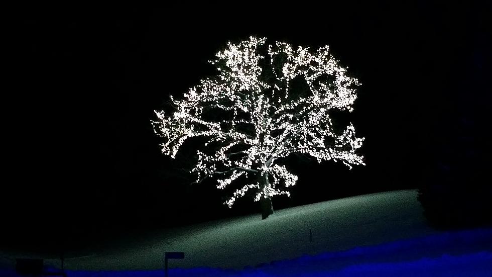 Jerry’s Tree On I-35 Continues To Shine As A Beacon For Weary Travelers