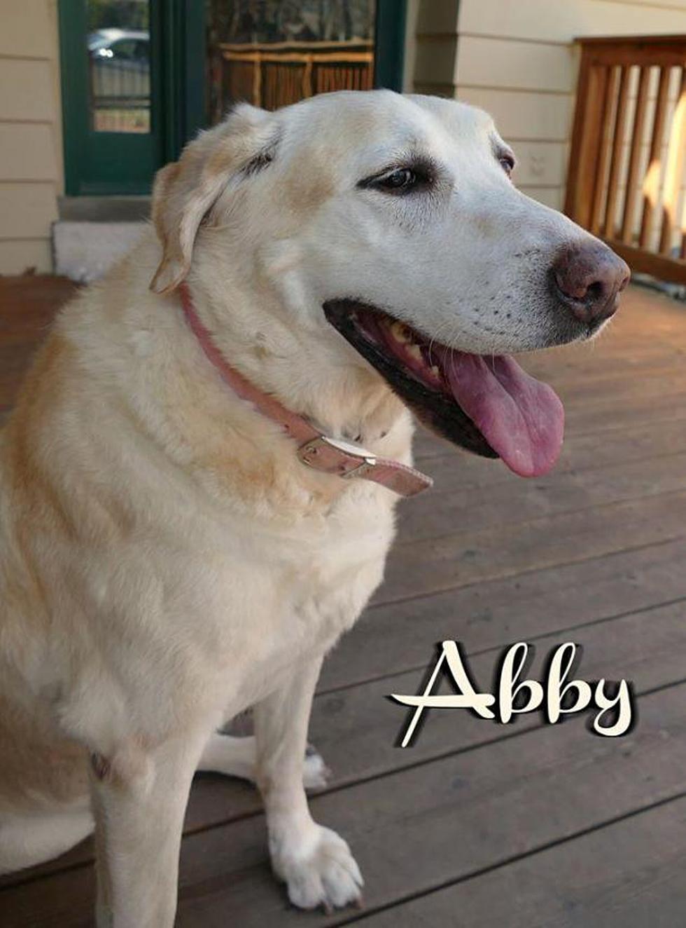 Pet of the Week: Abby