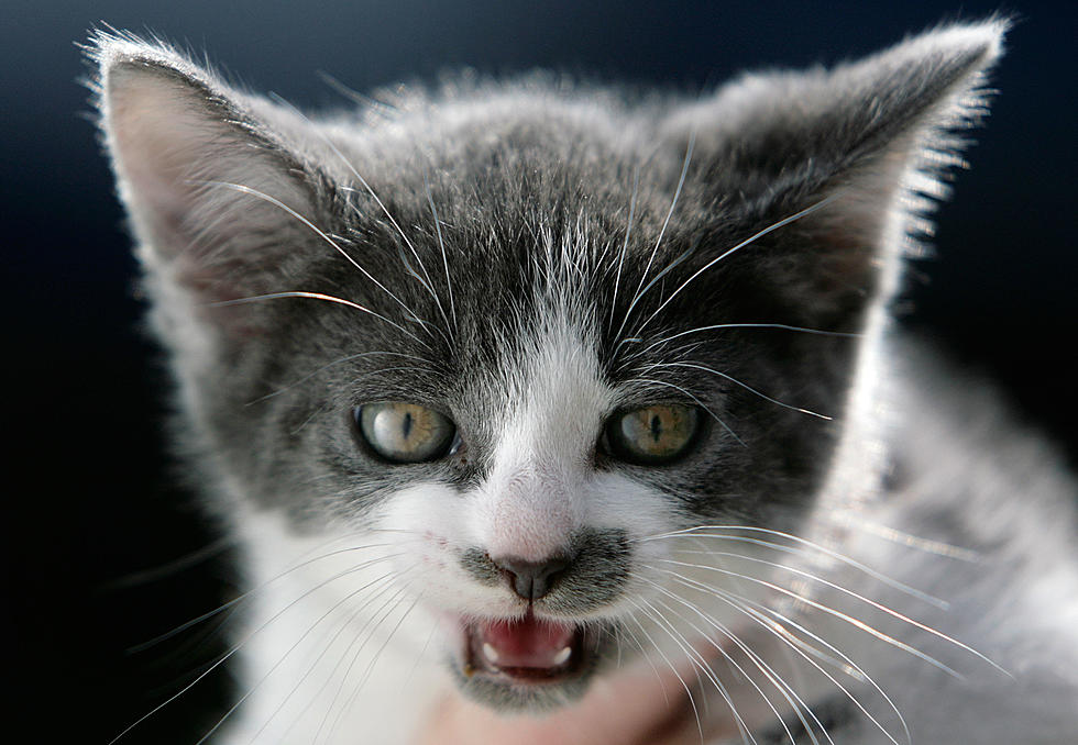 This Southern Minnesota Town Is Fighting Over Cats