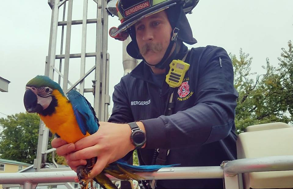 Minnesota Fire Department Rescues A Parrot From A Tree