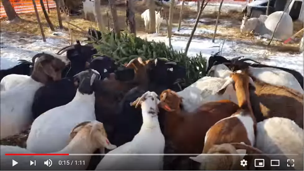 Faribault&#8217;s Goats Are Hungry For Your Christmas Greenery