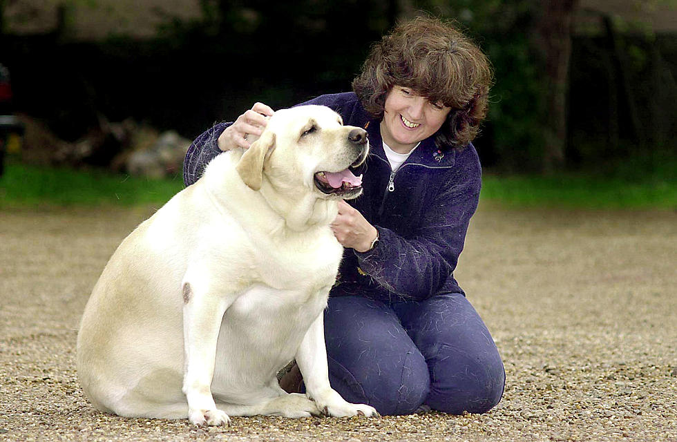 Minnesota has the Fattest Dogs and Cats in the Country, Study Says