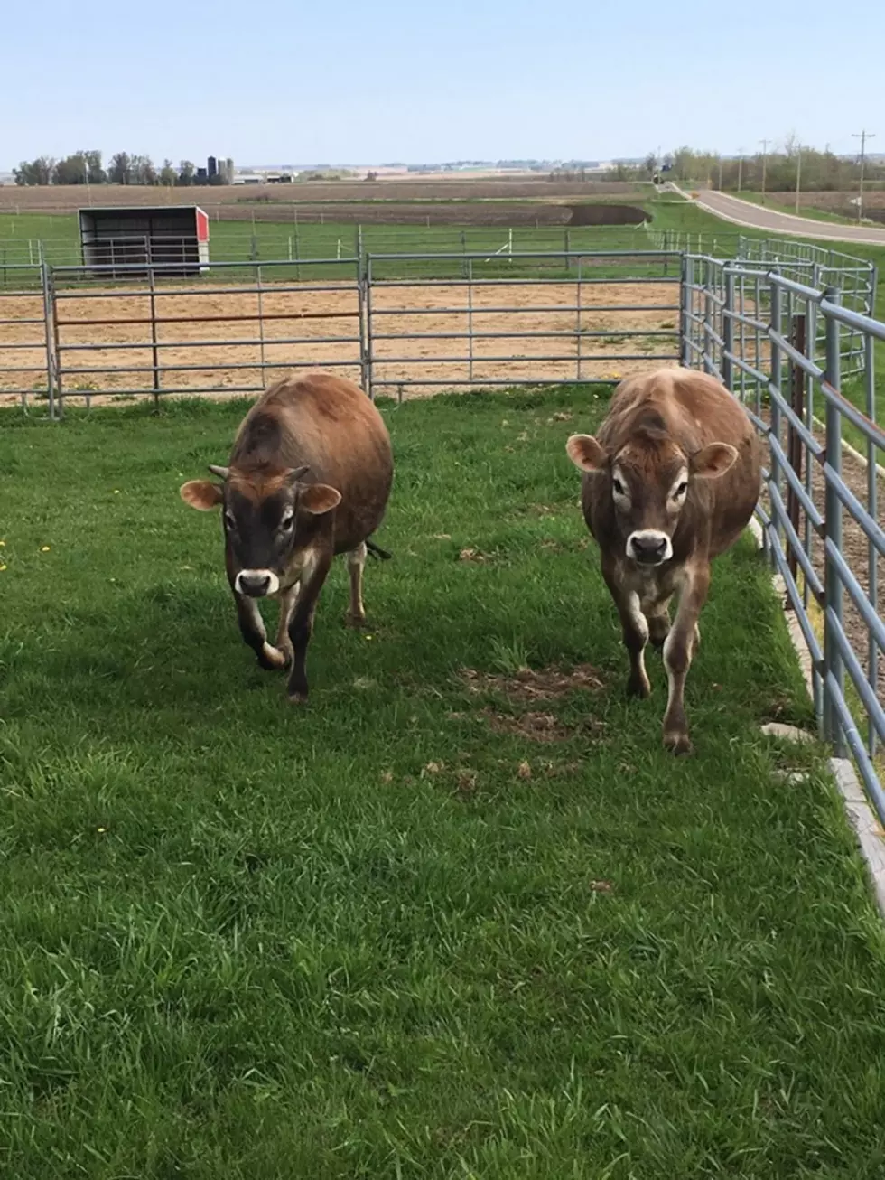 These Steers Were Found Out Wandering Around Goodhue County