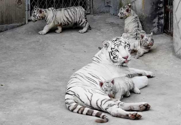 Tiger Exhibit Scheduled For Dakota County Fair Causes Uproar