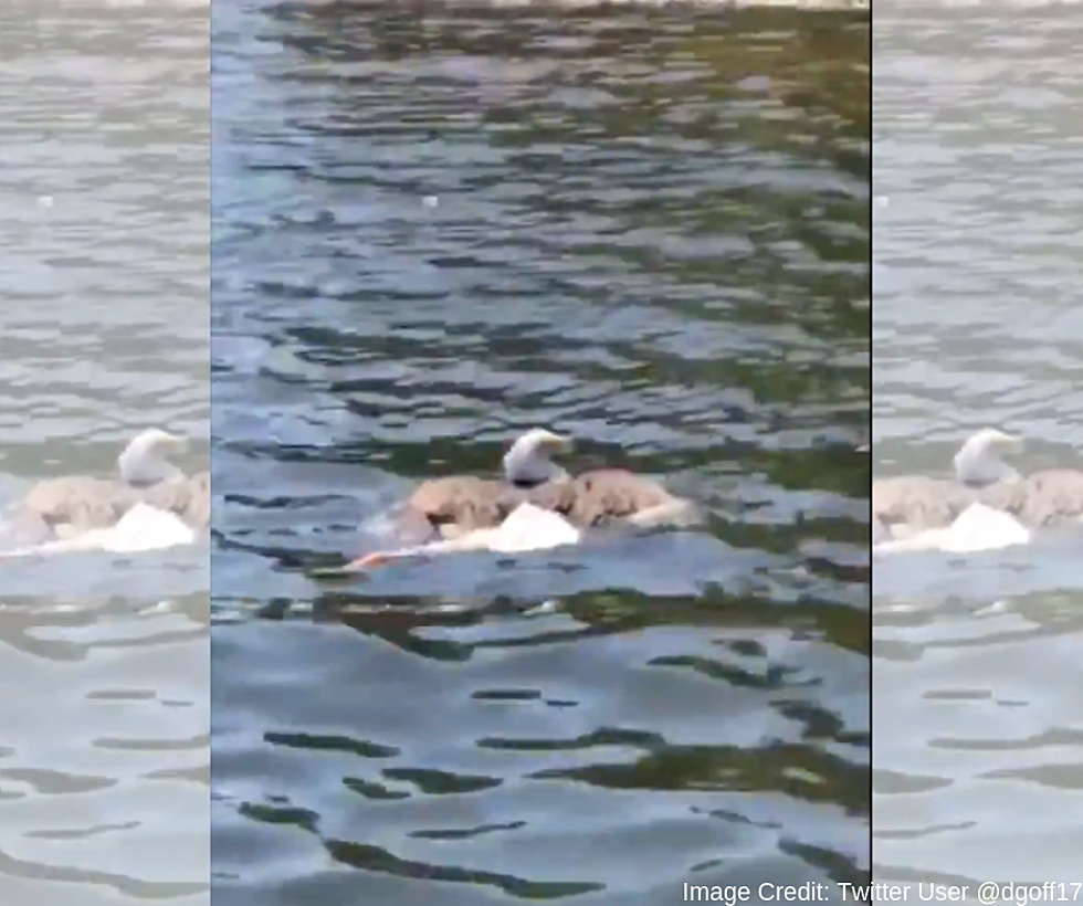 AMERICA! Bald Eagle On St. Croix River Hauls In Huge Muskie!