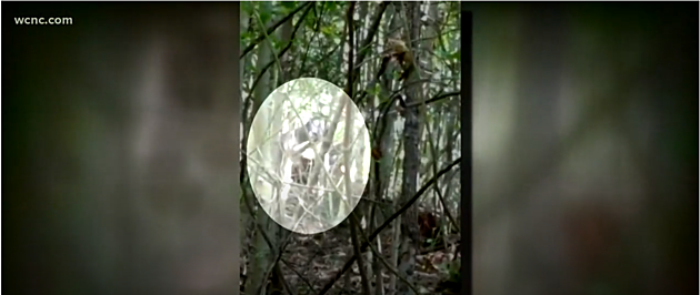 Did This Guy Really Catch Bigfoot On Cell Phone Video?