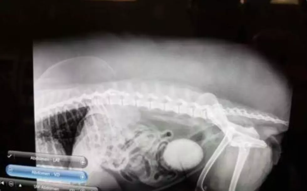 Giant Bladder Stone Pulled From Small Minnesota Dog