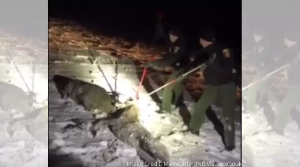 Video of Tangled Up Bucks In Southern Minnesota Being Separated