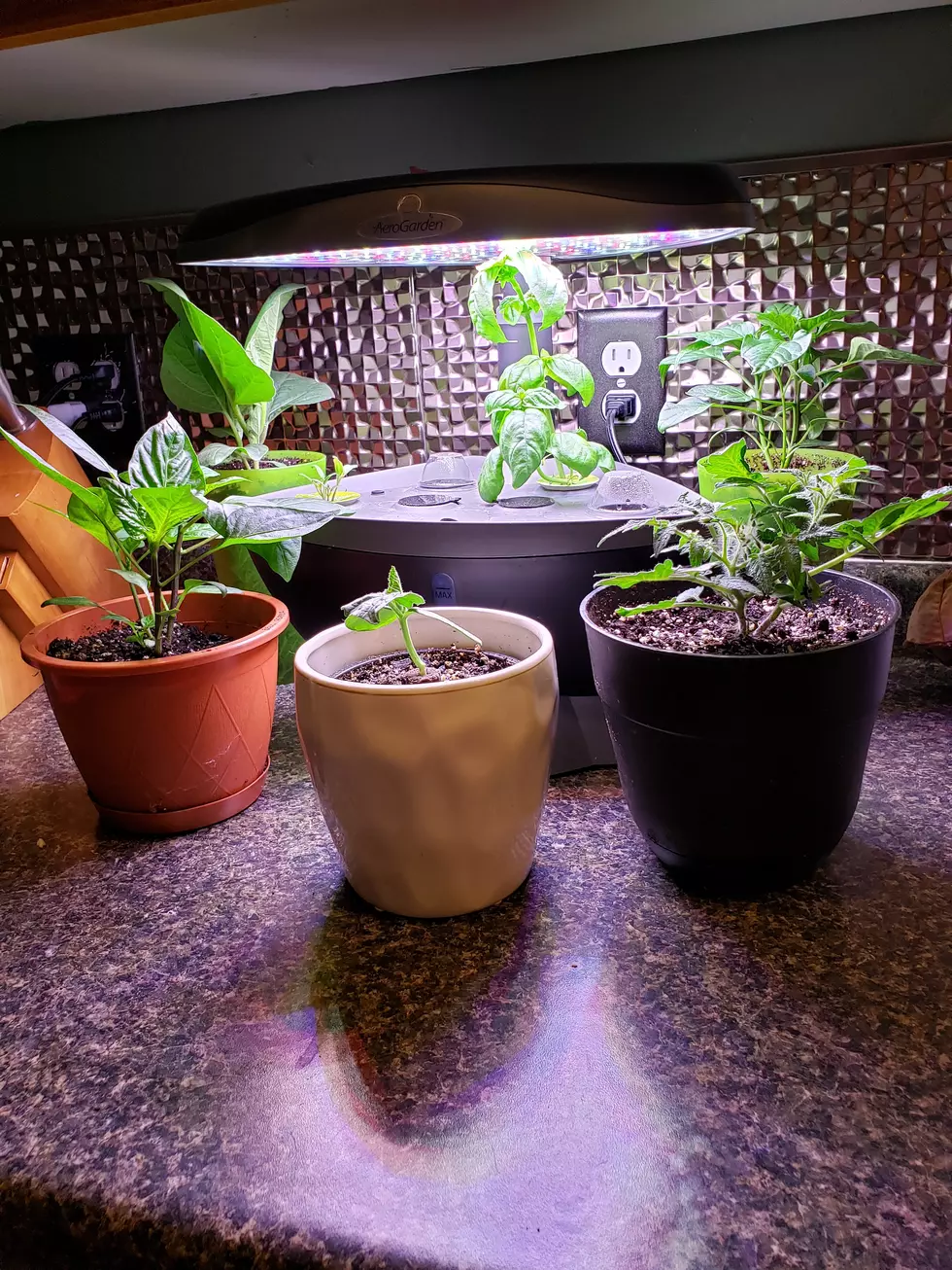 We Decided To Plant An Indoor Garden, And It’s Looking Good