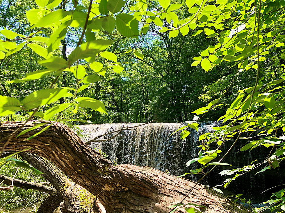 Bears Spotted In Nerstrand Big Woods State Park in Southeast Minnesota