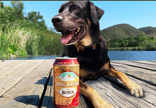 Man&#8217;s Best Drinkin&#8217; Buddy? Busch Releases Doggy Brew