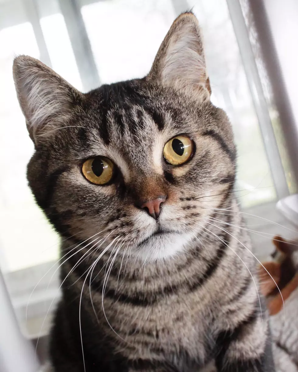 Adoptable Pet Of The Week &#8211; Benny The Cat