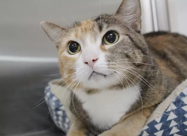 Adoptable Pet: Wishing For A Home; Meet Dolly The Cat