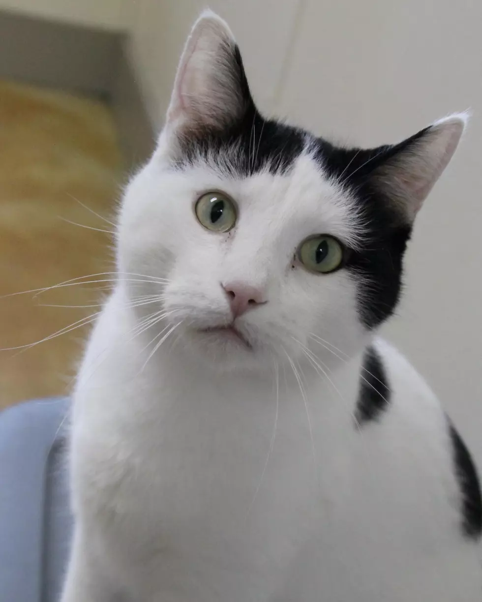 Adoptable Pet Of The Week: Bernard The Cat