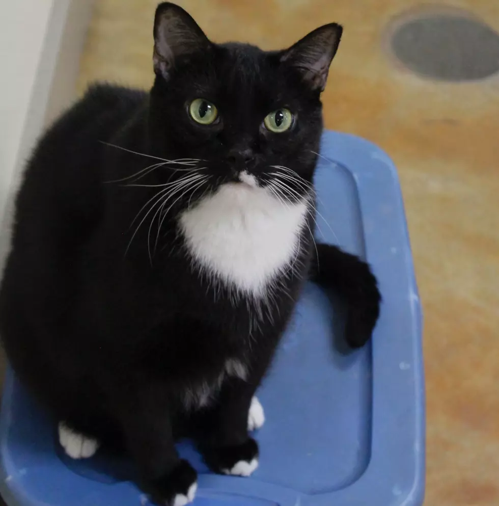 HELP! This SE Minnesota Cat Has Been Waiting To Be Adopted For 11 Years