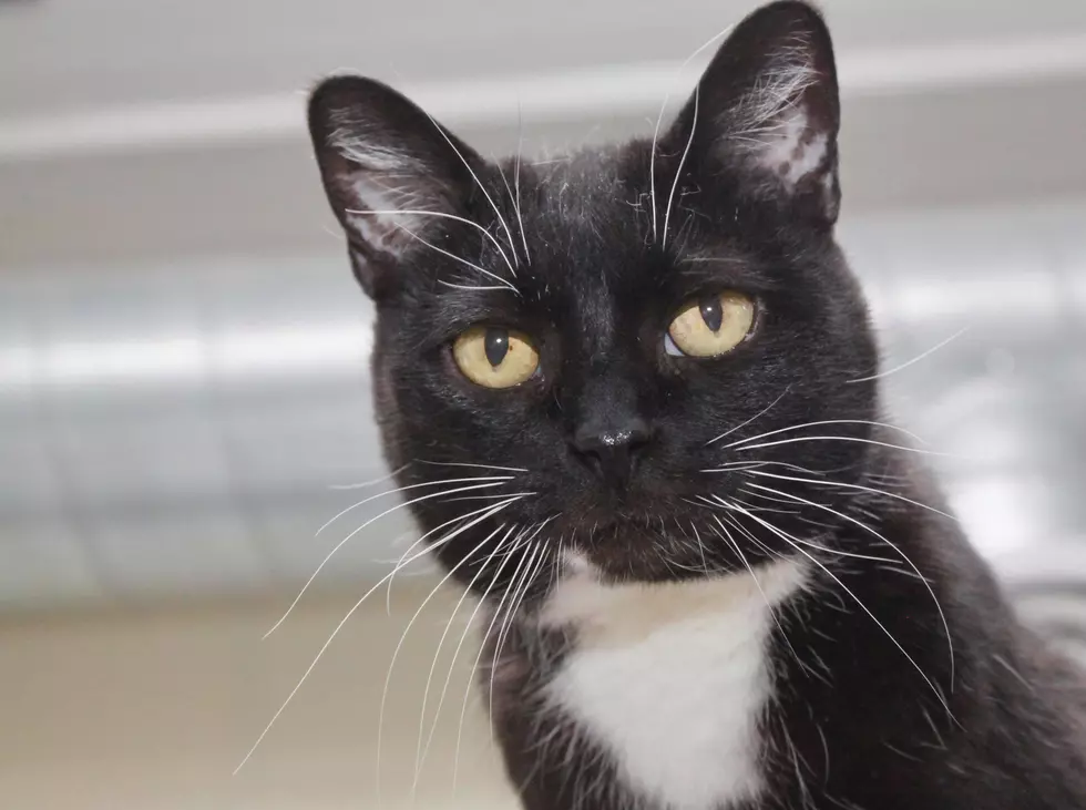 She Has Gone A Decade Without A Forever Home, Adopt Tulip The Cat