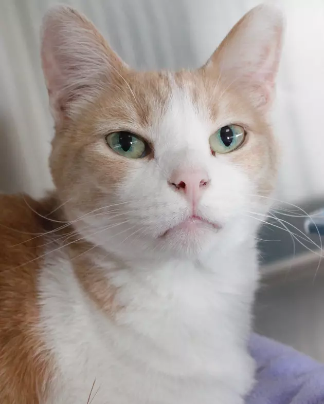 Adoptable Animal Of The Week &#8211; Meet Timmy The Cat