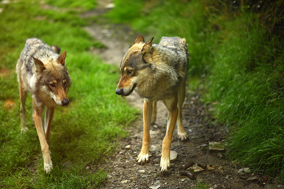 &#8220;Don&#8217;t Shoot&#8221; Wolf Center Pleads With Public Over Escaped Wolves