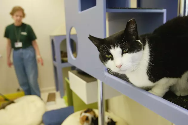 Faribault Animal Rescue Is Set To Close It&#8217;s Doors At The End Of July