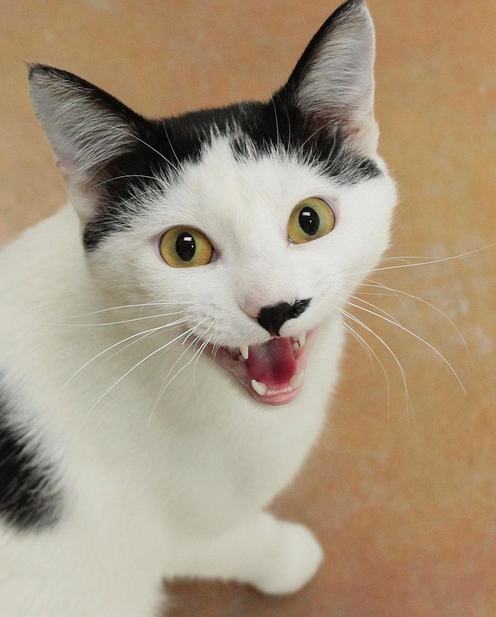 This Cat’s Name Might Evoke Trouble But This Loki Is Anything But!