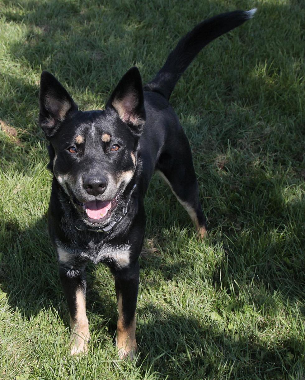 This Enthusiastic Cattle Dog Mix Is Looking For An Energetic Home