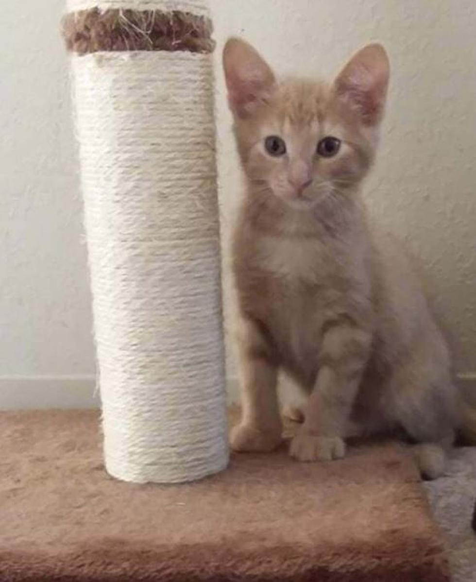 Zip Is Waiting For You, Adopt This Adorable Kitten Today!