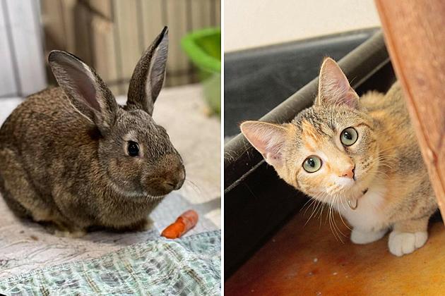 Have You Heard The One About The Rabbit And Cat Looking For A Home?