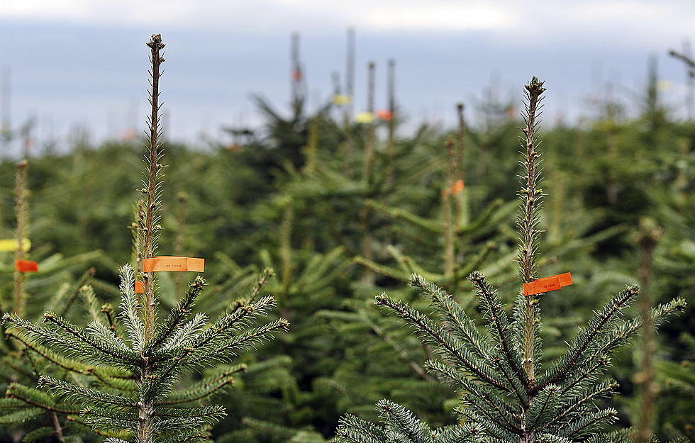 Dispose of Christmas Trees Correctly Protect Our Trees &#038; Forests