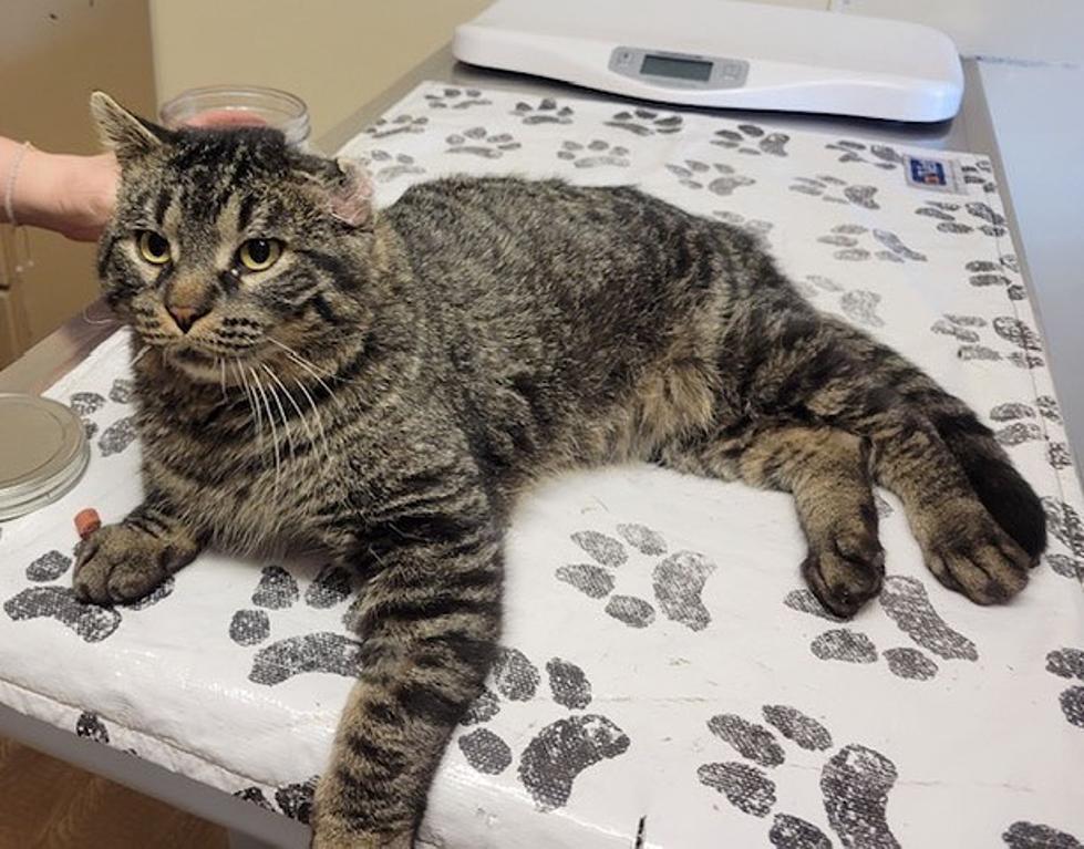 This &#8216;Big Teddy Bear&#8217; Named Buster Is Looking For His &#8216;Purr-fect&#8217; Fit