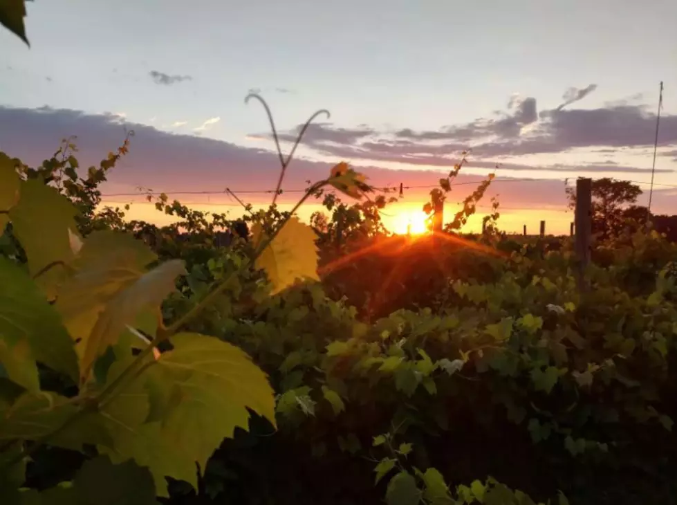 Enjoy A Night Under The Stars Camping In This Southern Minnesota Vineyard!