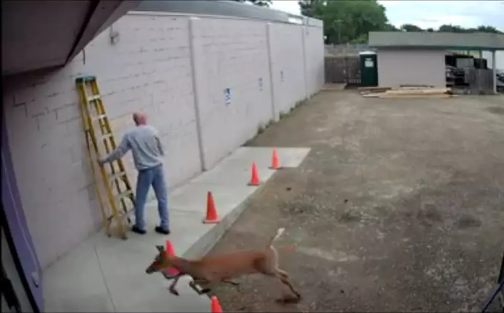 OUCH! This Deer Tried To Run Through This Minnesota Restaurants Door!