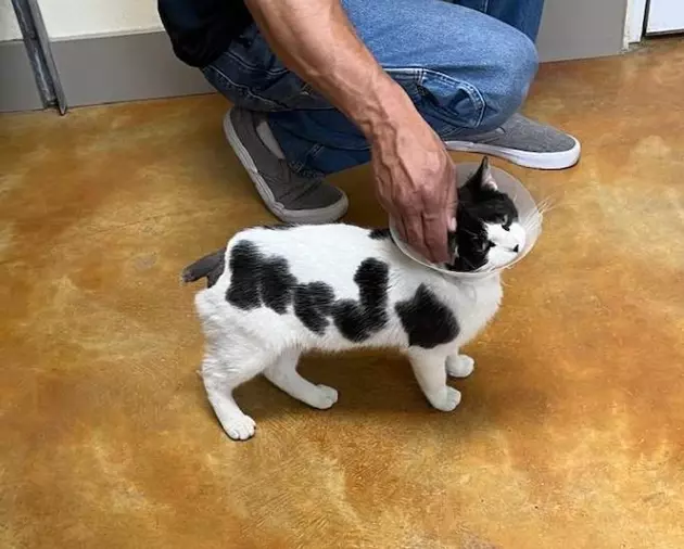 Amazing! This Adoptable Minnesota Cat Has It&#8217;s Name Written Onto His Side!