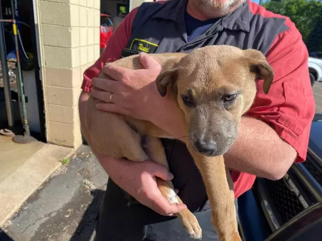 Southern Minnesota Mechanics Find &#038; Rescue A Dog Thrown Away In Dumpster