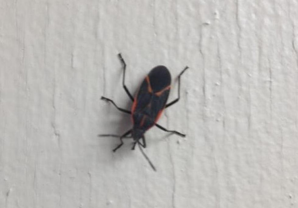 How to Keep Boxelder Bugs at Bay