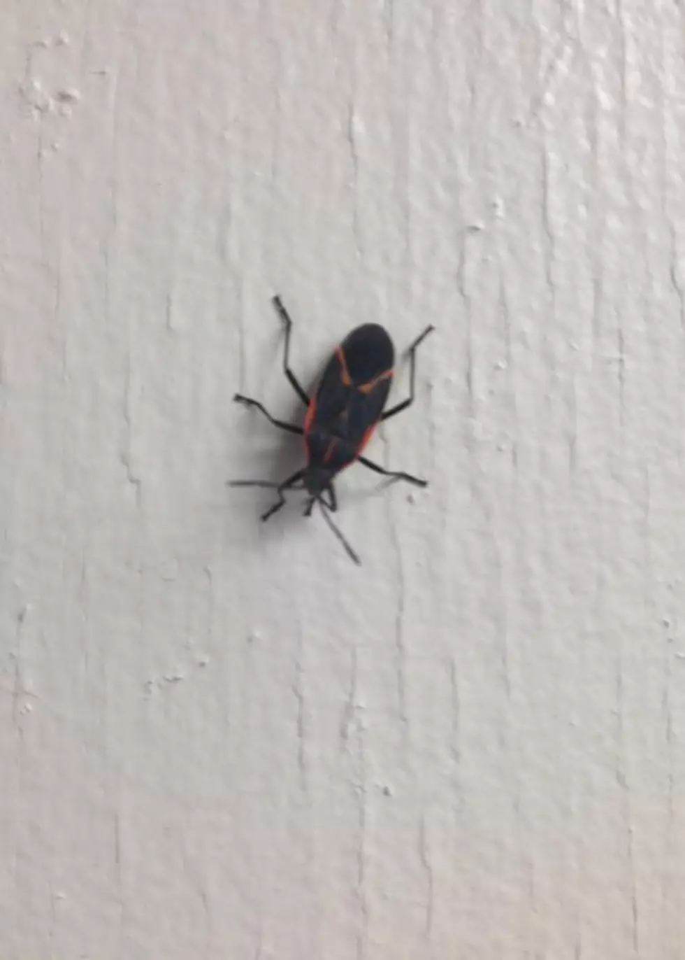 How to prevent and deal with Boxelder bugs in your home.