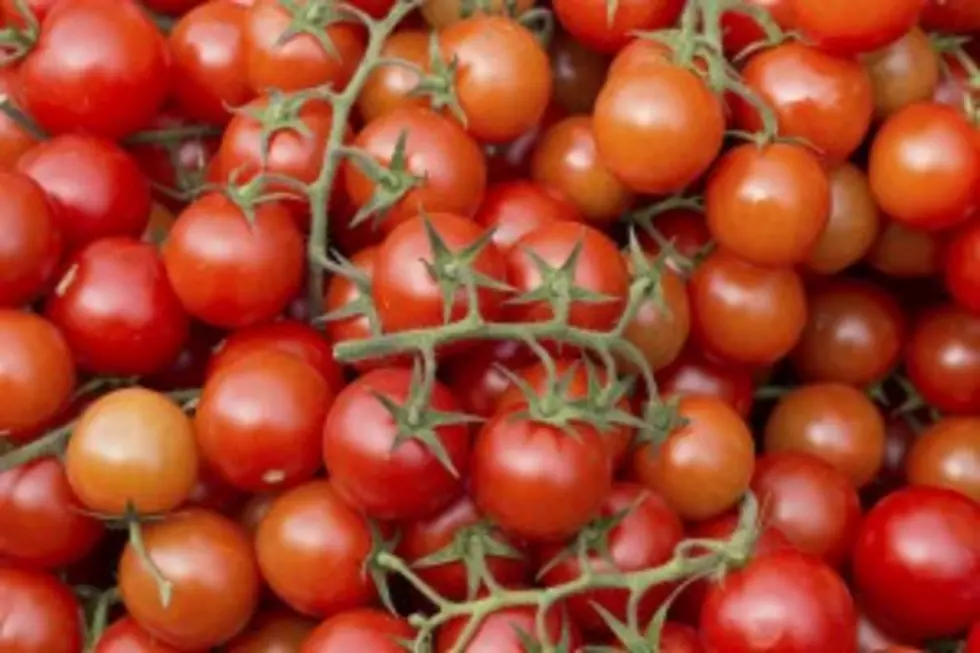 Happy Tomato Plants Grow Many Tomatoes