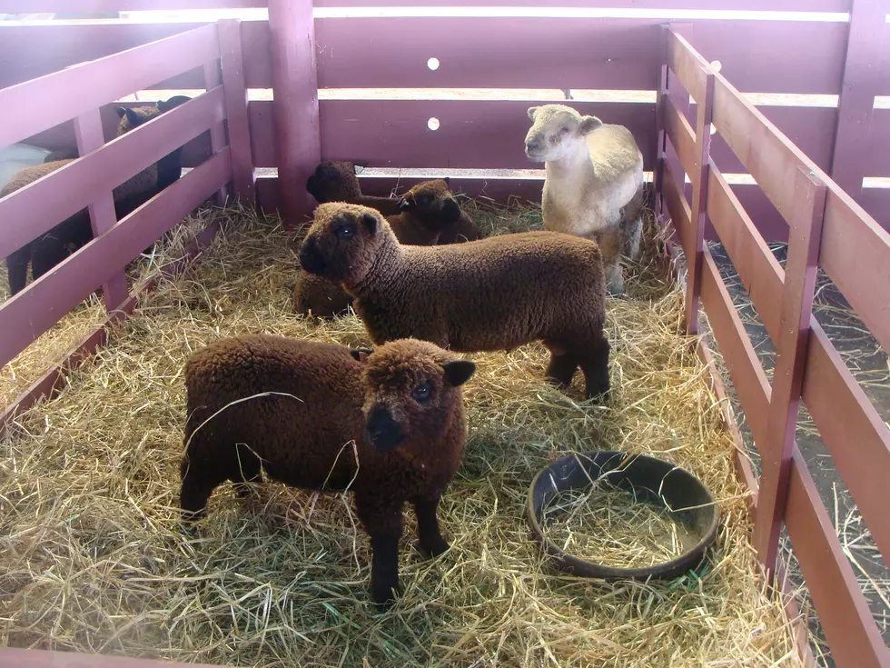 Sights from the Rice County Fair