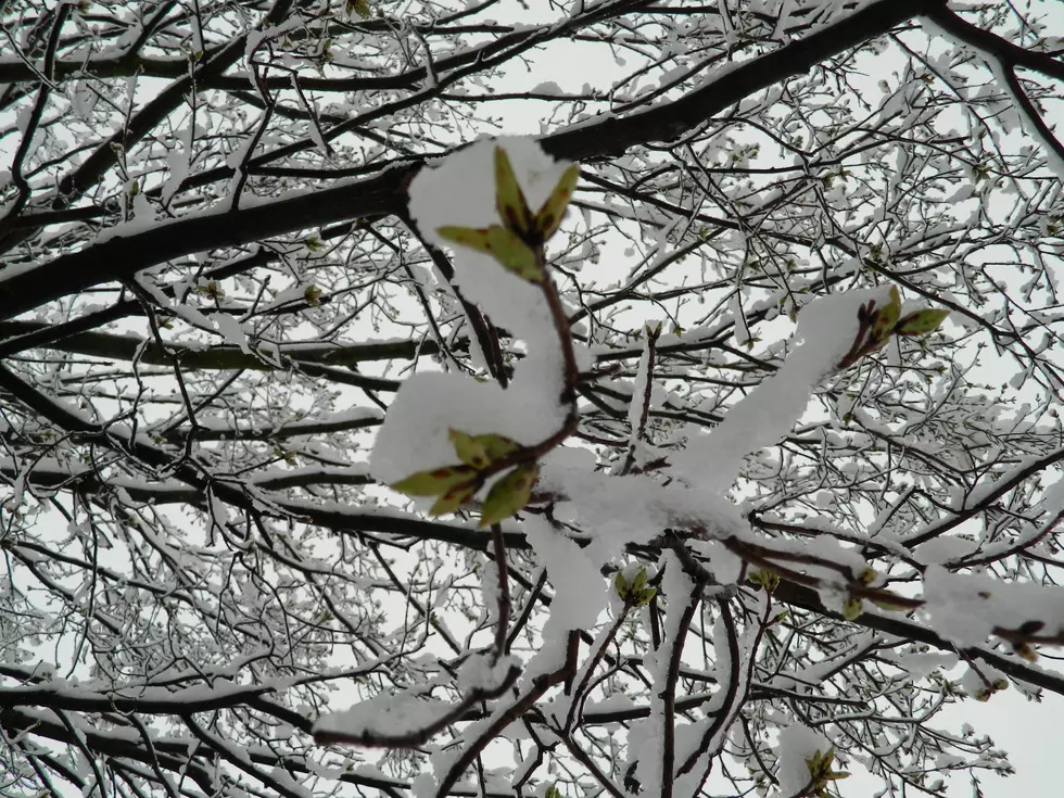 White Christmas in Faribault?