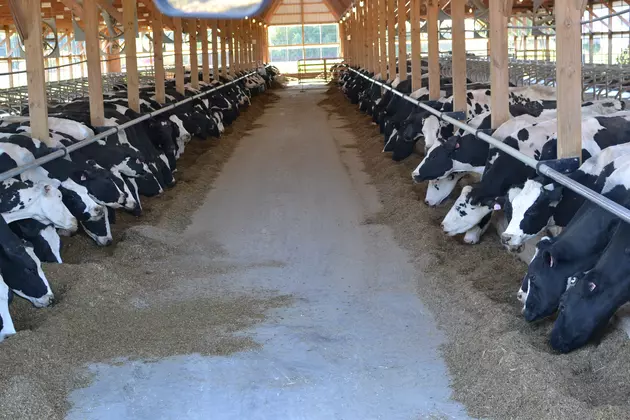 University of Minnesota Extension Dairy Field Day