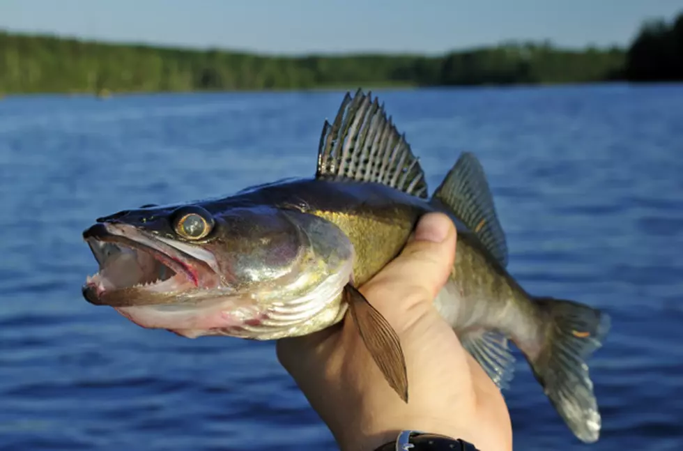 Catch And Release Walleye Season On Mille Lacs Lake