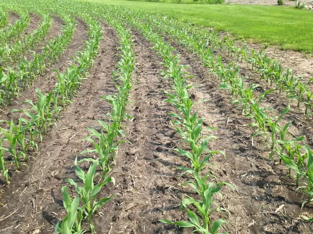 Market Report: Corn and Beans Close Well Off the Lows Wednesday