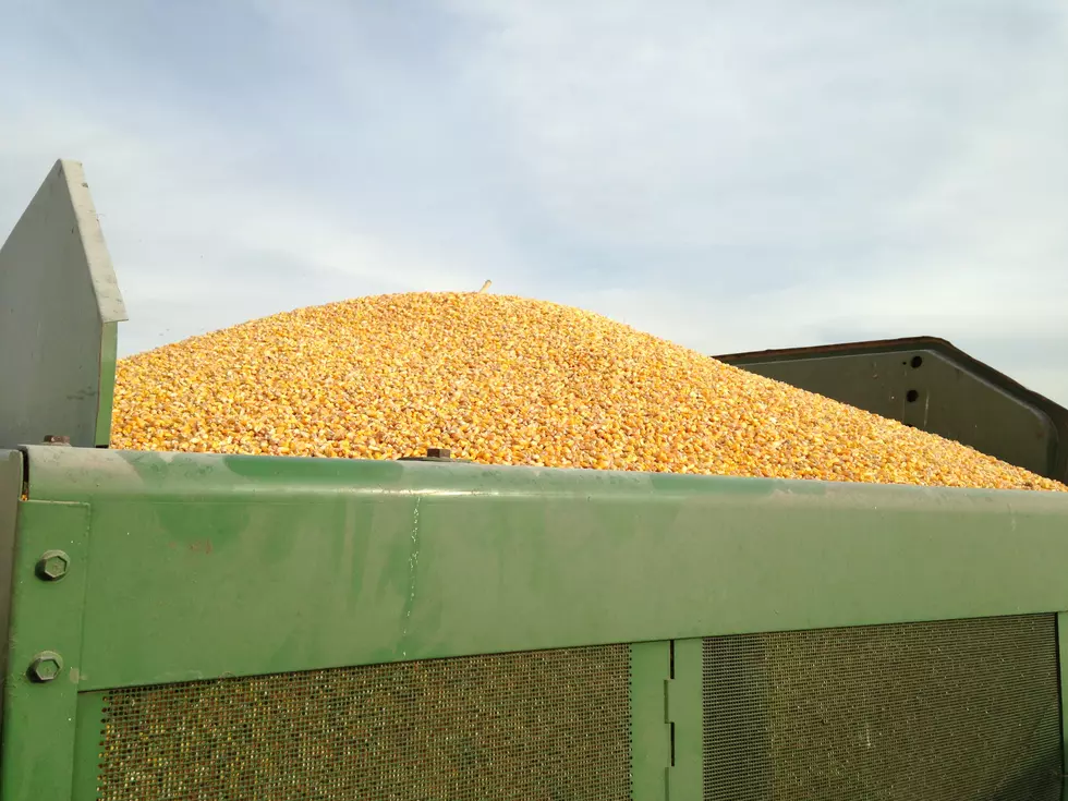 Market Report: Corn Firmer Wednesday, Beans Weaker