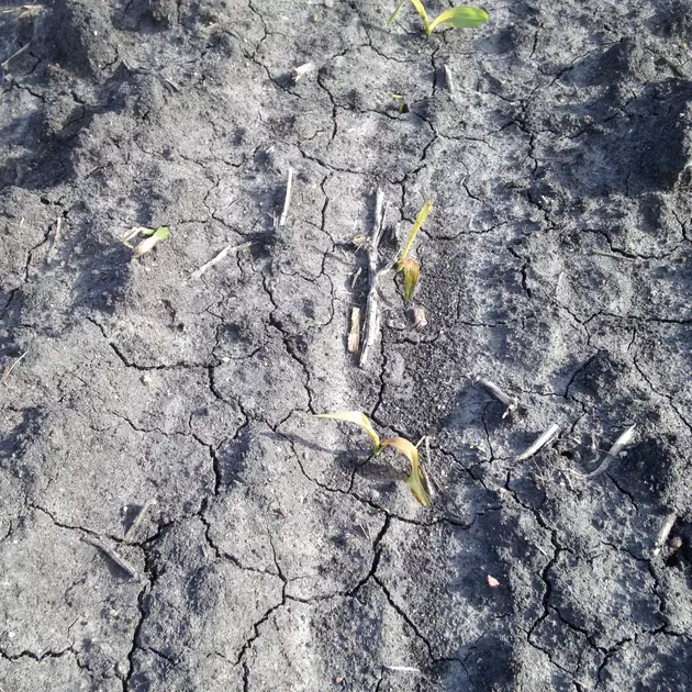 Frost Causes Crop Damage Sunday Morning in Southern Minnesota