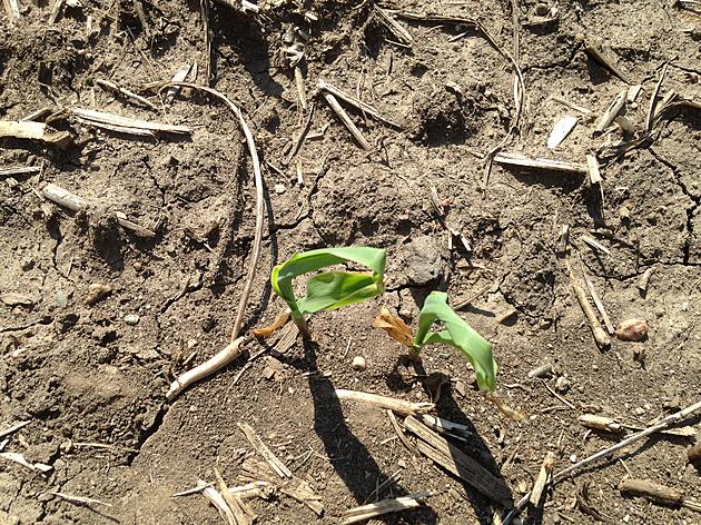 Corn is Greening Up After Frost in Southern Minnesota