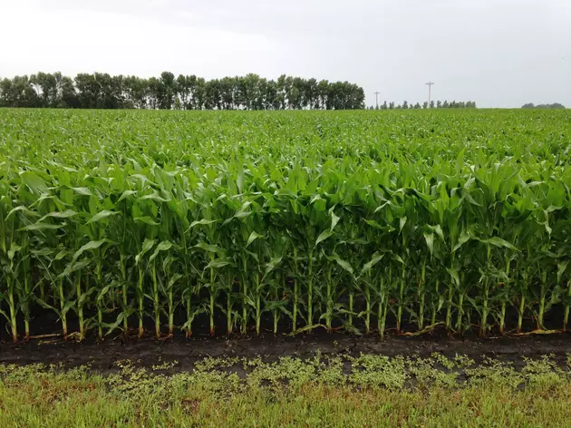 Market Report: Corn and Beans Lower Thursday