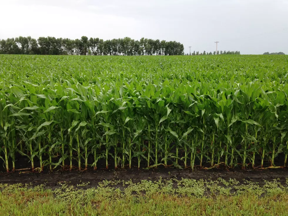 Dakota Rice Corn and Soybean Growers Annual Meeting