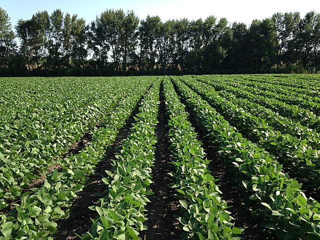 Market Report: Corn and Beans Sharply Lower Tuesday