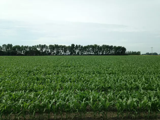 Corn is Growing Rapidly in Southern Minnesota
