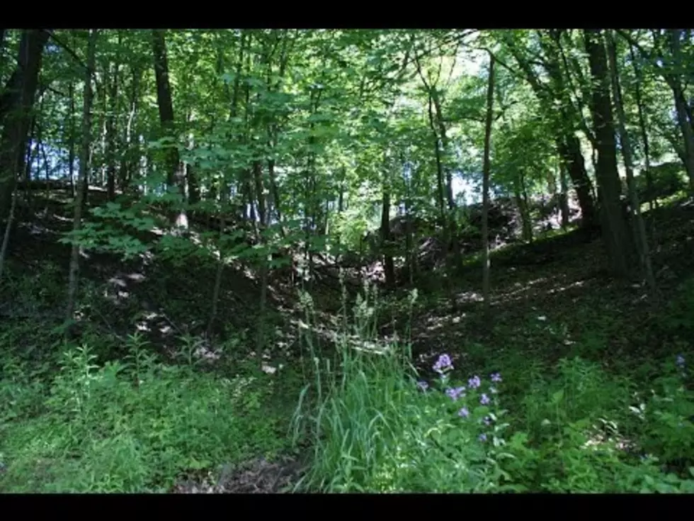 Do Your Woods Have Buckthorn?